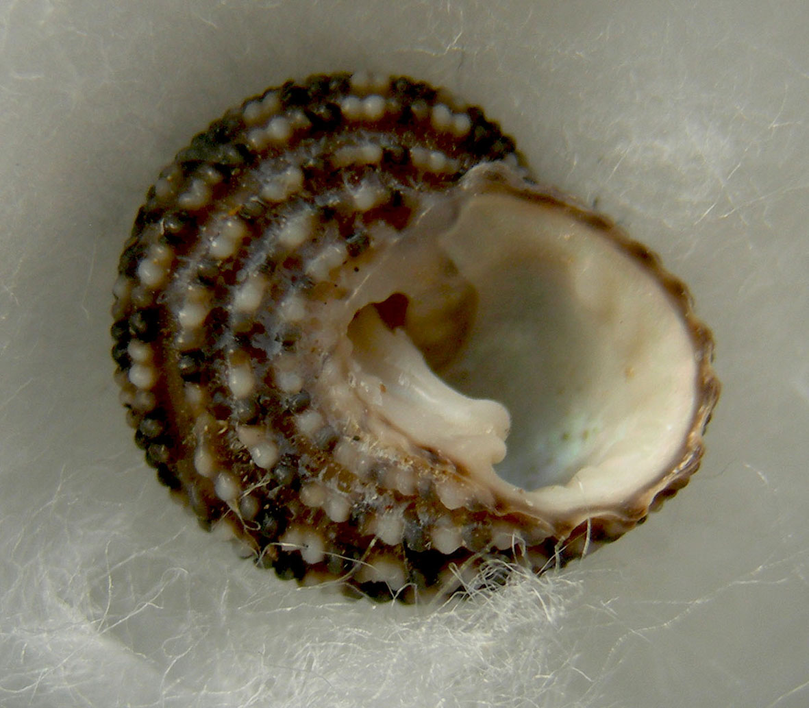 clanculus berthelloti